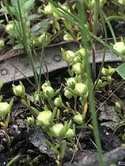 Siloxerus multiflorus