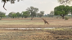 Giraffa camelopardalis thornicrofti