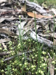 Siloxerus multiflorus