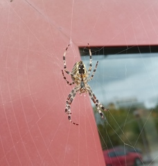 Araneus diadematus