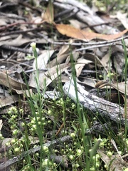 Siloxerus multiflorus