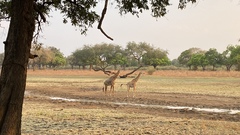Giraffa camelopardalis thornicrofti