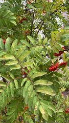 Sorbus aucuparia