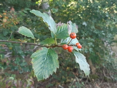 Karpatiosorbus badensis