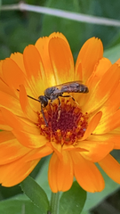Halictus