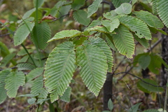 Carpinus cordata