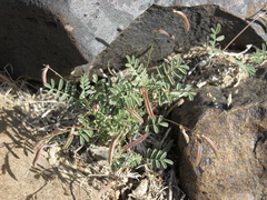 Astragalus acutirostris