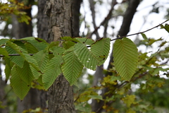 Carpinus cordata