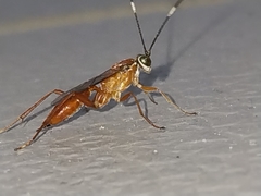 Pachysomoides fulvus