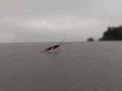 Pachysomoides fulvus