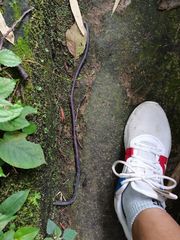 Pheretima praepinguis