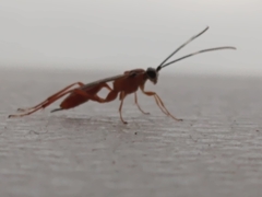 Pachysomoides fulvus