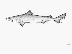Smallfin Gulper Shark photo 2
