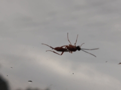 Pachysomoides fulvus