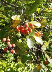 Karpatiosorbus meyeri