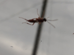 Pachysomoides fulvus