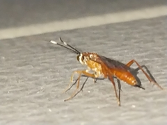 Pachysomoides fulvus