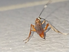 Pachysomoides fulvus