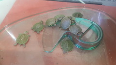 Trachemys scripta elegans