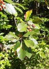 Karpatiosorbus meyeri
