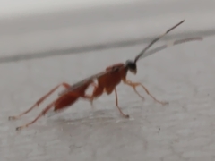 Pachysomoides fulvus