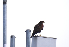 Parabuteo unicinctus