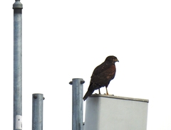 Parabuteo unicinctus