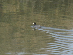 Fulica americana americana