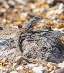 Callisaurus draconoides carmenensis