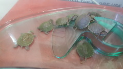 Trachemys scripta elegans