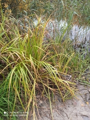 Scirpus radicans
