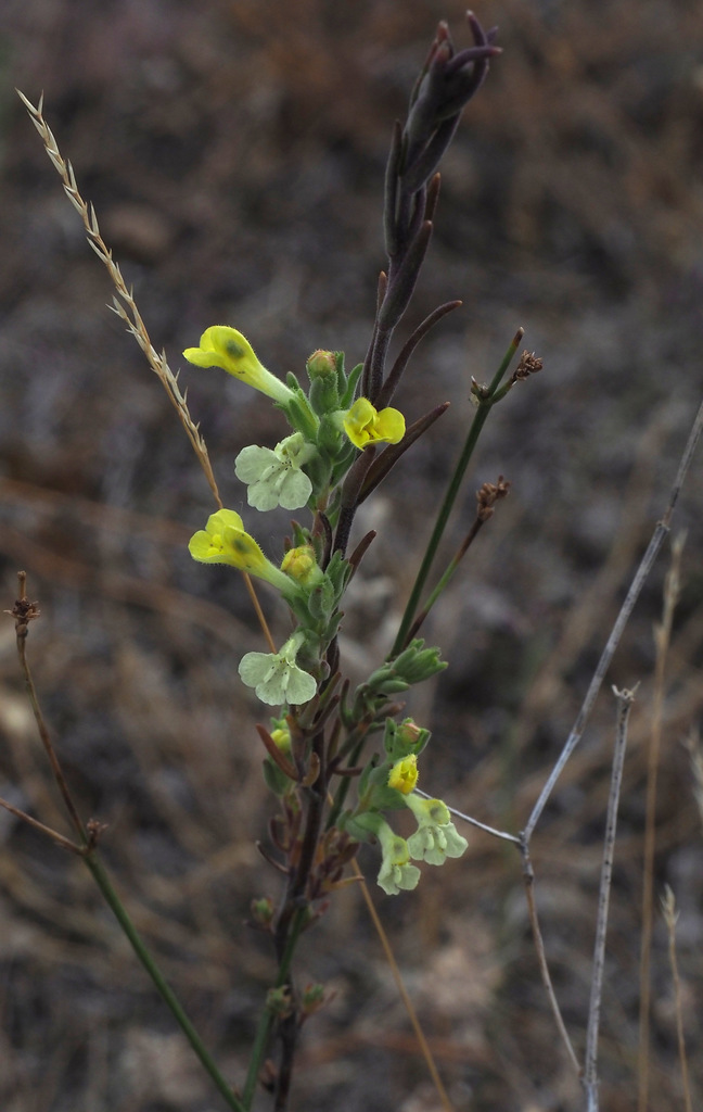 Odontites glutinosus