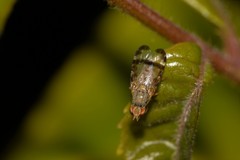 Sphenella ruficeps