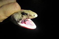 Cyclodomorphus gerrardii