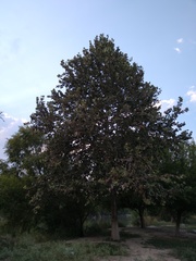 Platanus