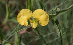 Commelina africana krebsiana