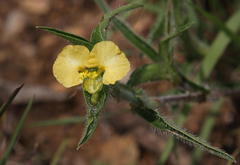 Commelina africana krebsiana