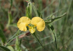 Commelina africana krebsiana