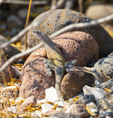 Callisaurus draconoides carmenensis