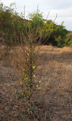 Verbascum speciosum