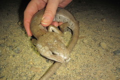 Cyclodomorphus gerrardii