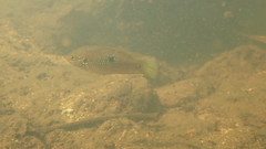 Hemichromis
