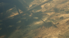 Xiphophorus variatus