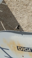 Passer domesticus