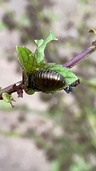 Chrysomelidae