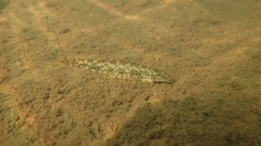 Liniparhomaloptera disparis