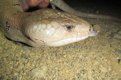 Cyclodomorphus gerrardii