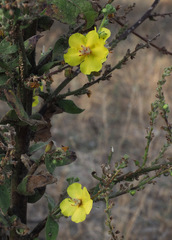 Verbascum speciosum