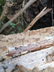 Asterodon ferruginosus