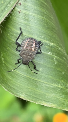 Halyomorpha halys